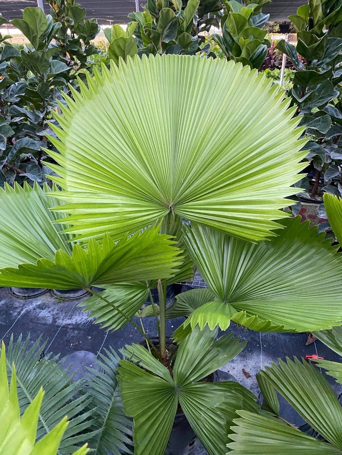 原種 ウチワヤシ ヤシ 熱帯植物 種子 有用植物 インドアグリーン