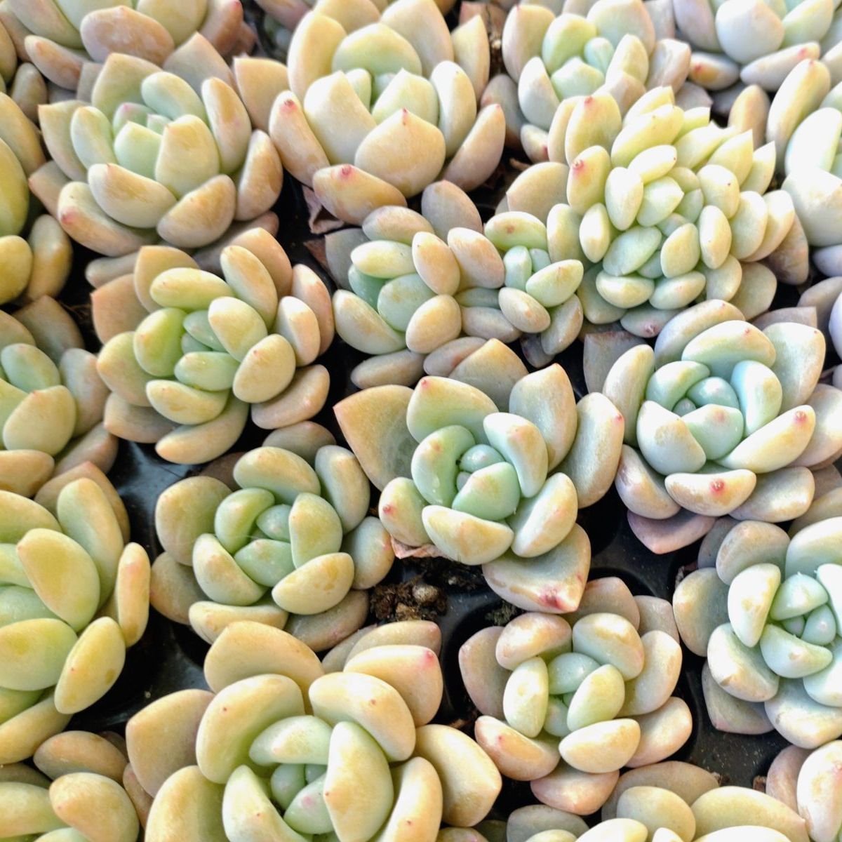 氷玉 抜き苗 多肉植物 エケベリア - メルカリ