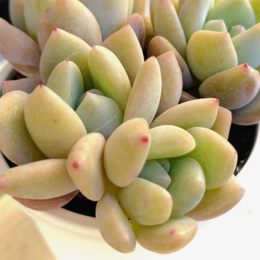 多肉植物　エケベリア　氷山　大きめ　抜き苗 多肉植物 エケベリア 氷山 その他素材 tamosa4 通販 13006428｜Creema