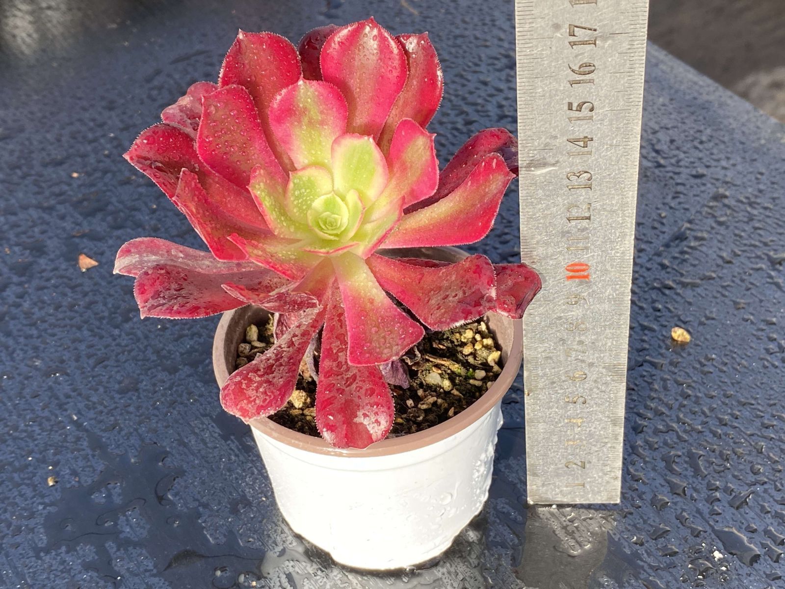 新入荷メデューサ×1株 Z2932 土鉢付き 多肉植物 アエオニウム