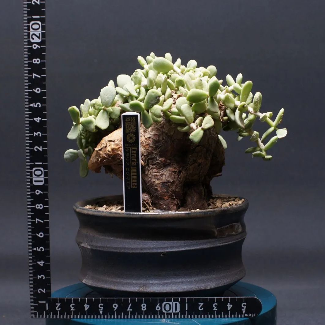 ケラリア ピグマエア 