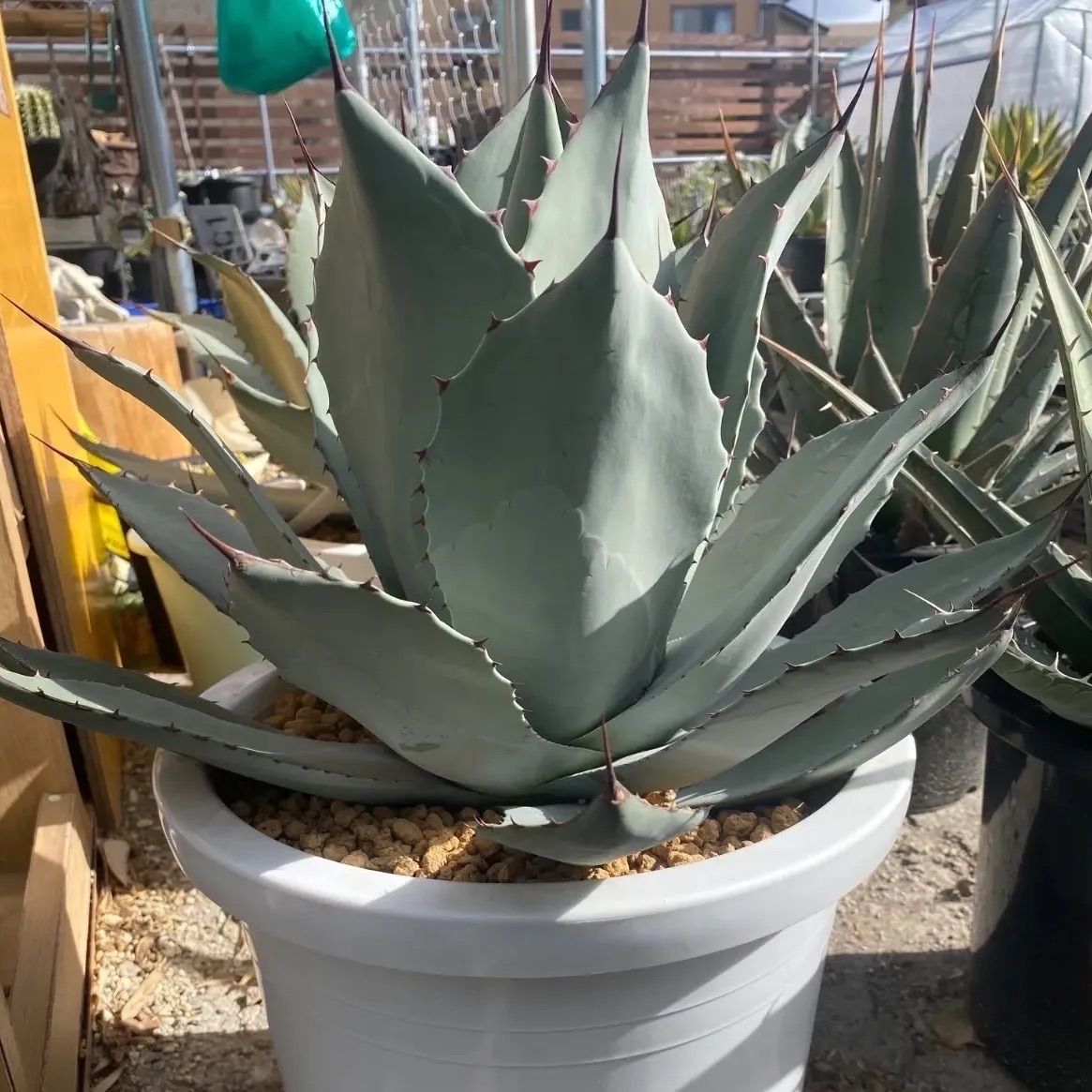 アガベ パリー 吉祥天 10号 大株 - メルカリ