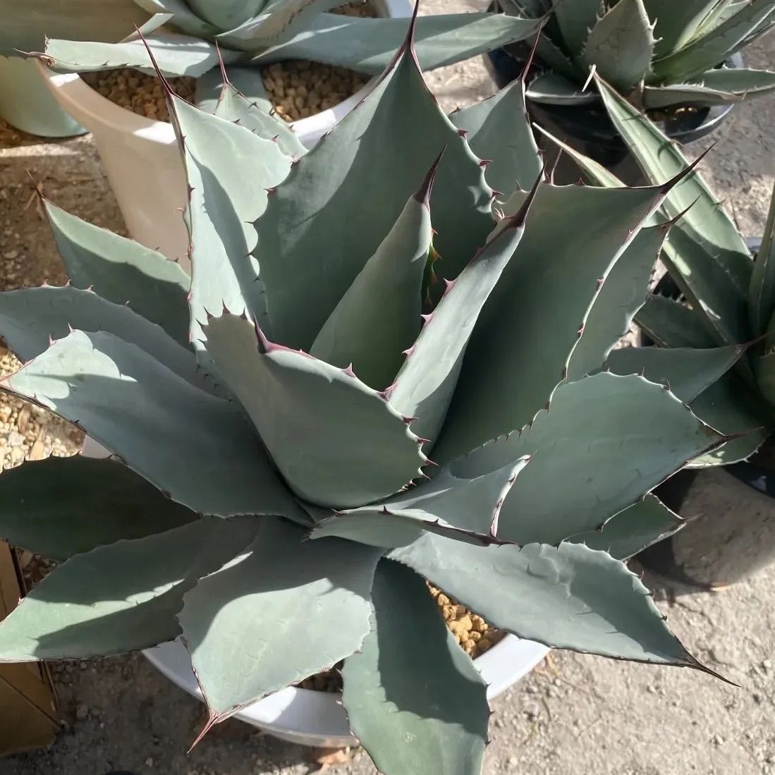 アガベ パリー 吉祥天 10号 大株 - メルカリ