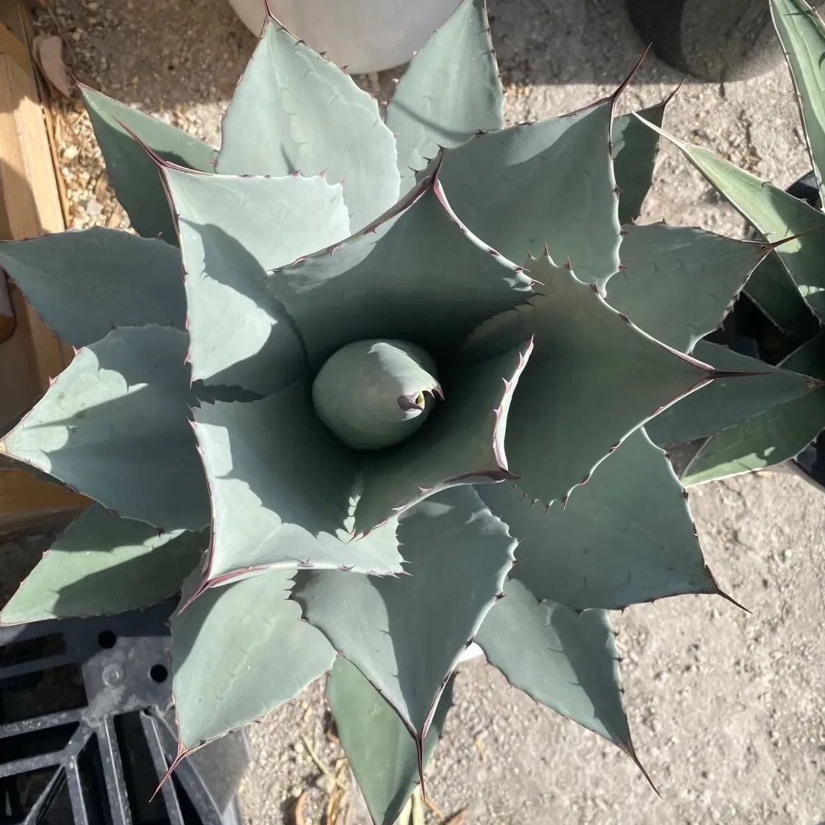 アガベ パリー 吉祥天 10号 大株 - メルカリ