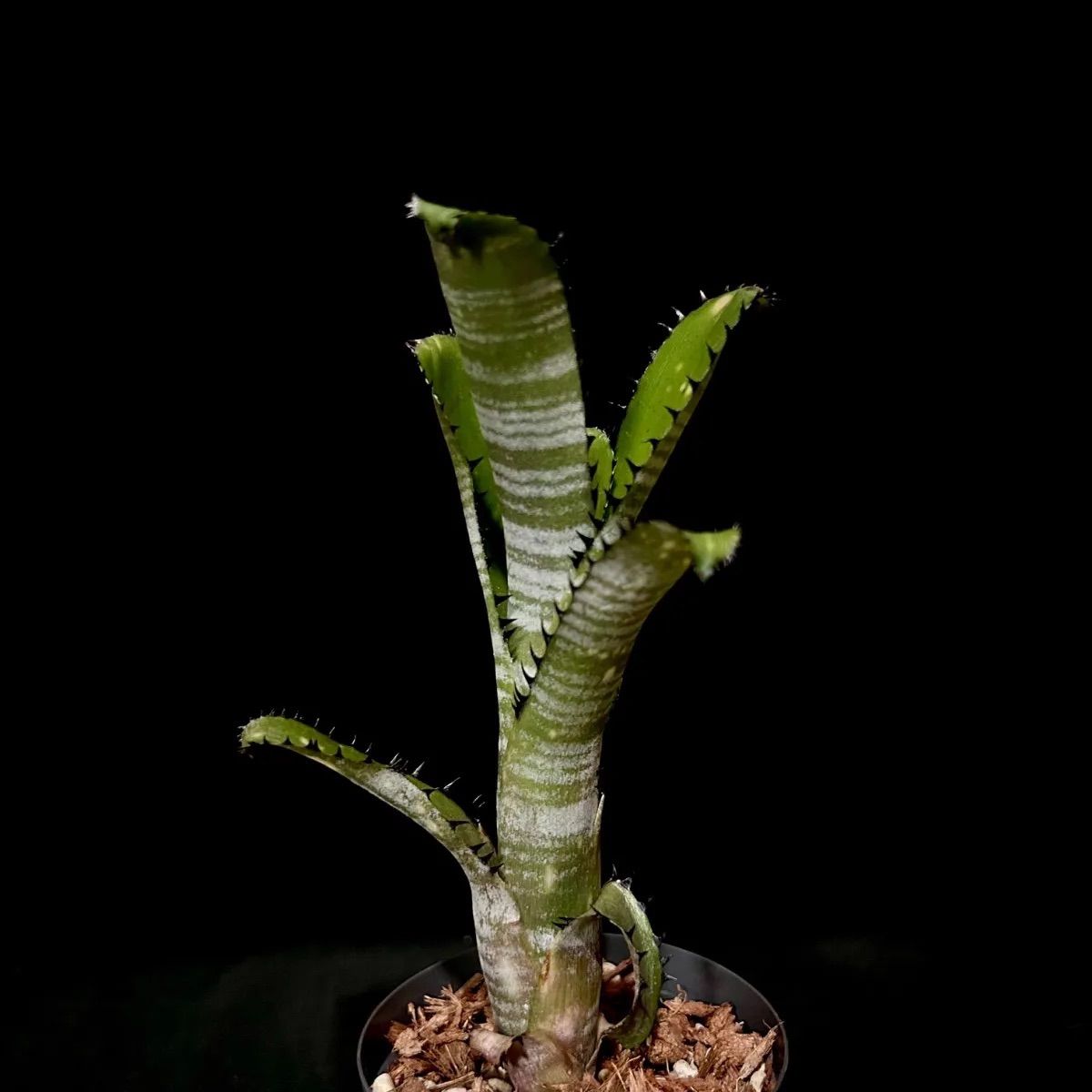 Billbergia Kolan Offspring｜特選個体｜ビルベルギア コラン オフスプリング