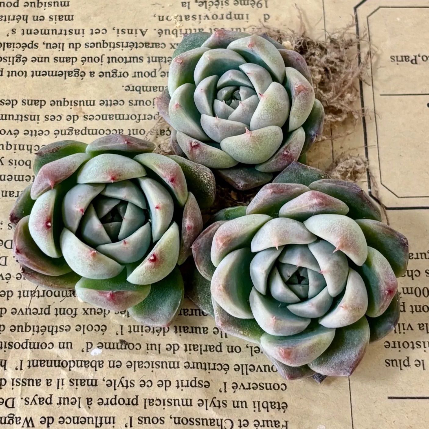 多肉植物 抜き苗 アルバビューティ✖️3個 - メルカリ