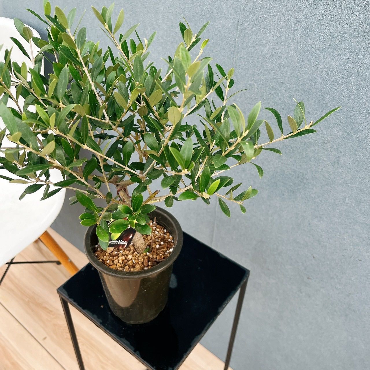 現品］♡かわいい♡ E 創樹 オリーブ ネバディロブランコ 4号 観葉植物