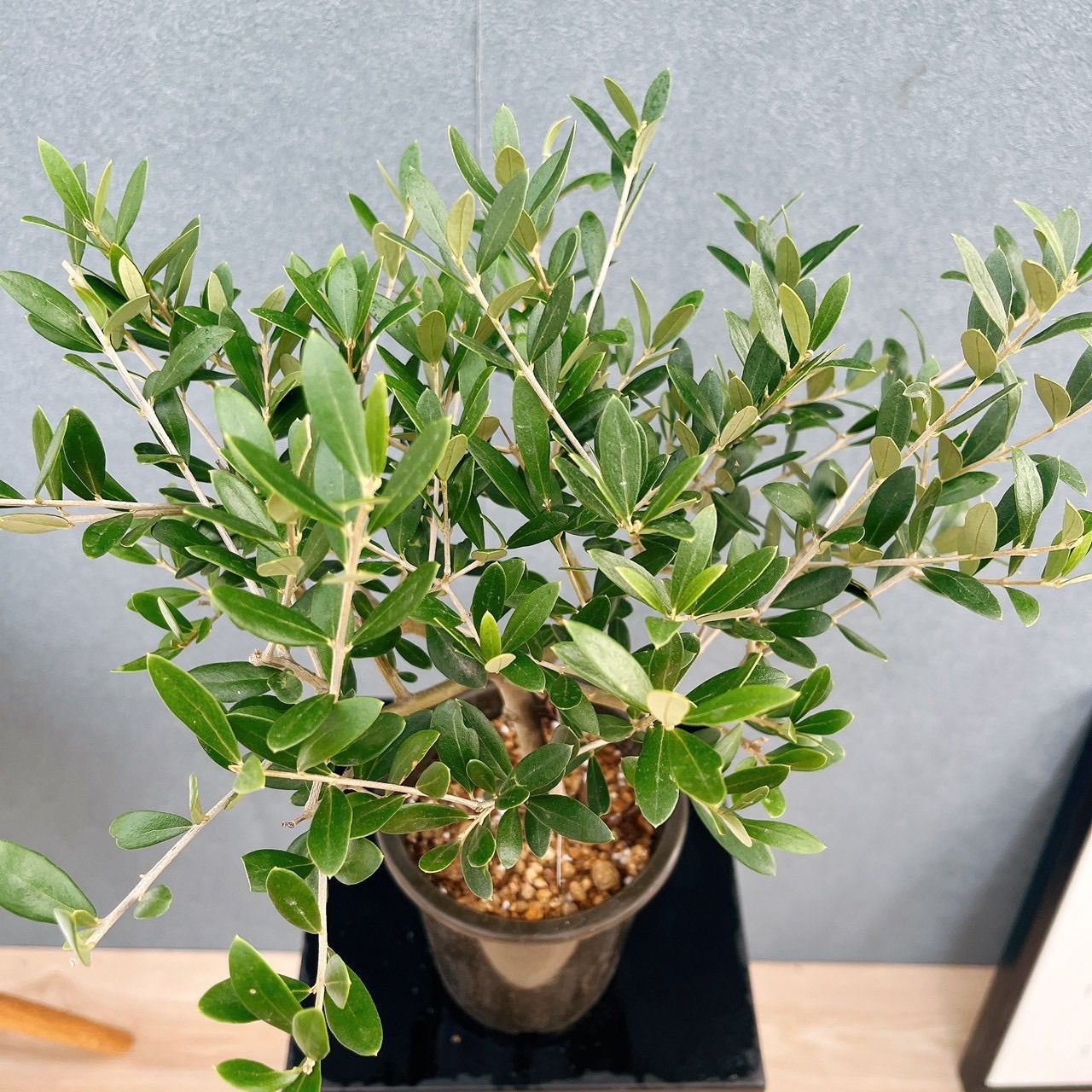 現品］♡かわいい♡ E 創樹 オリーブ ネバディロブランコ 4号 観葉植物