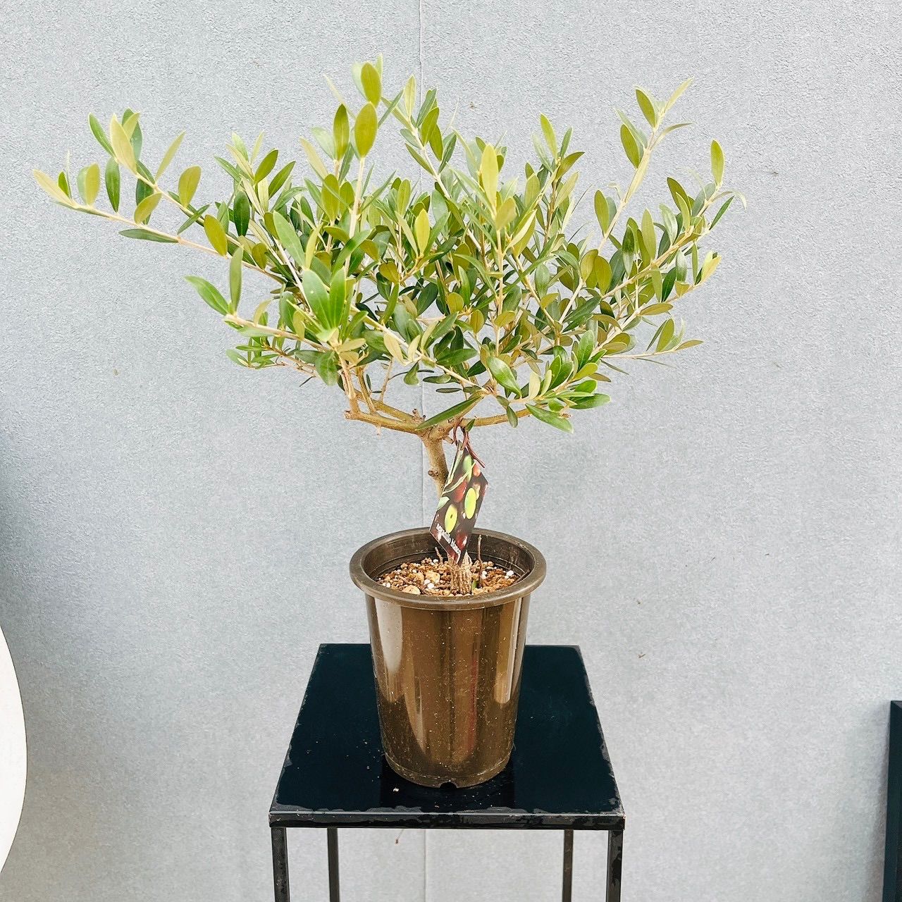 SOUJU】オリーブの木 ネバディロブランコ 幹極太 No.14 9号鉢 souju 創