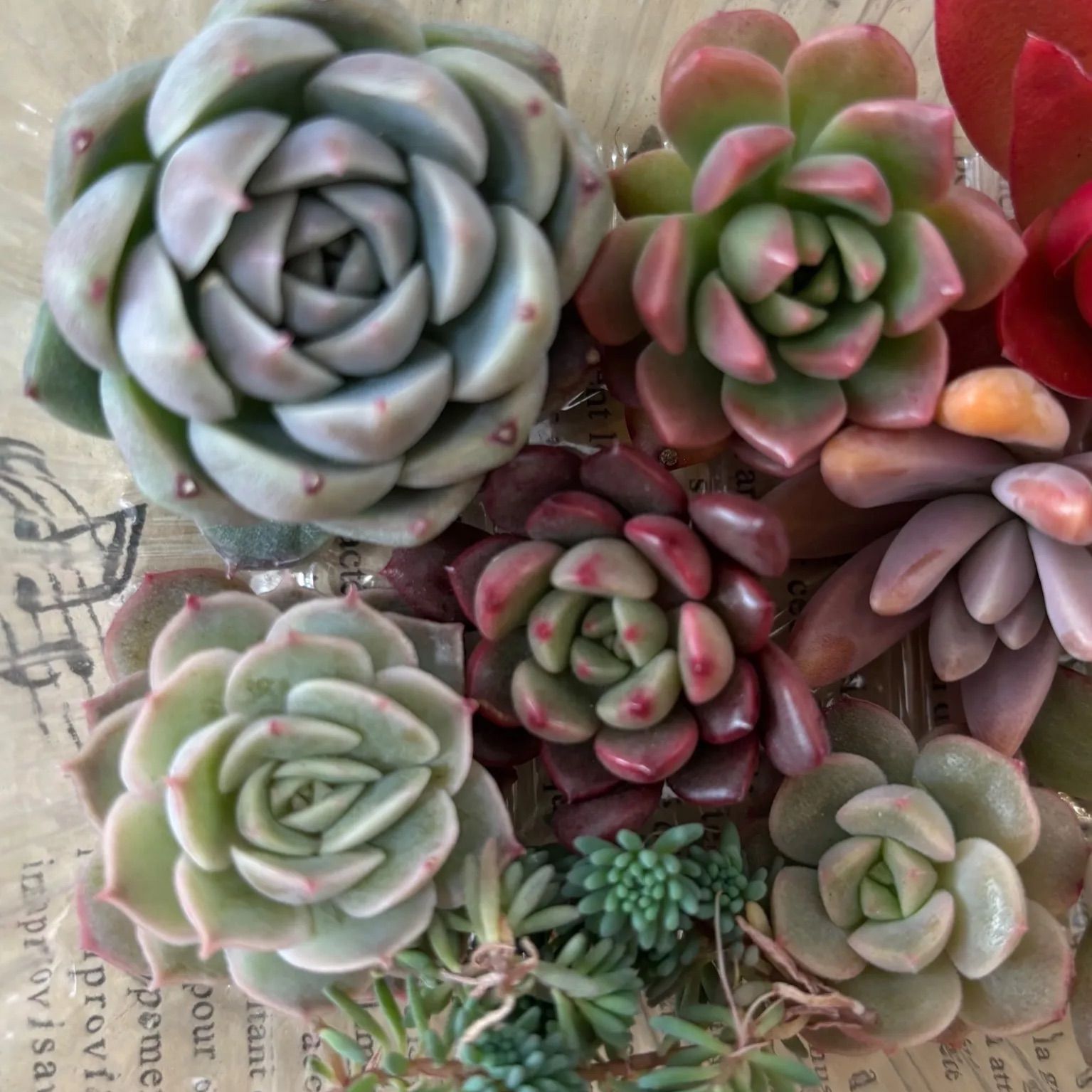 多肉植物 カット苗 寄せ植え 詰め合わせ - メルカリ