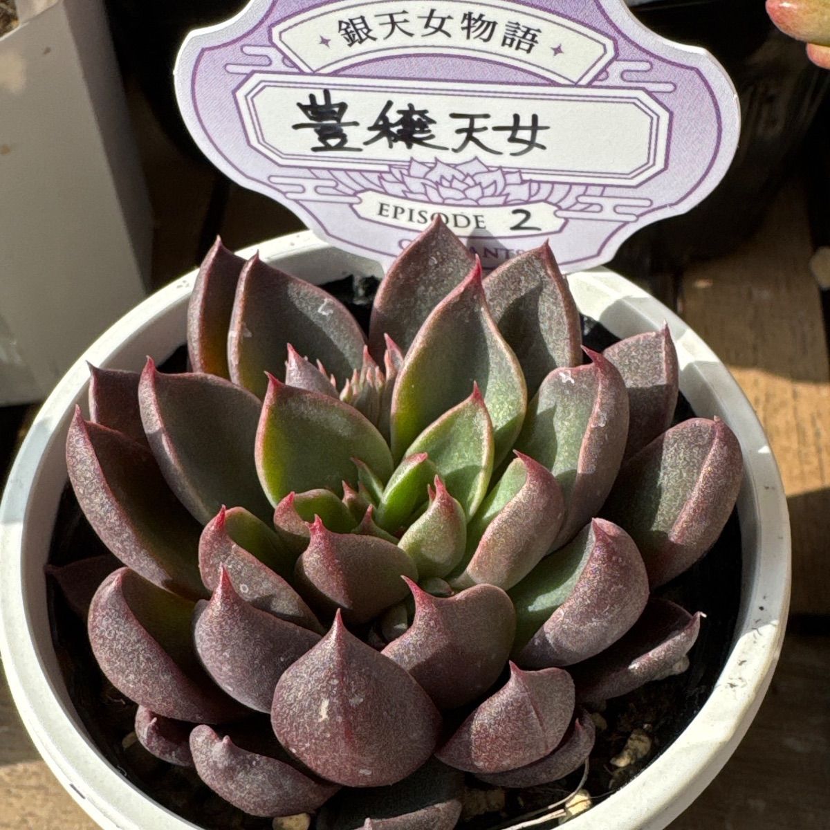 O's銀天女物語❣️EPISODE 02 豊穣天女❣️オーズプランツさん苗❣️札