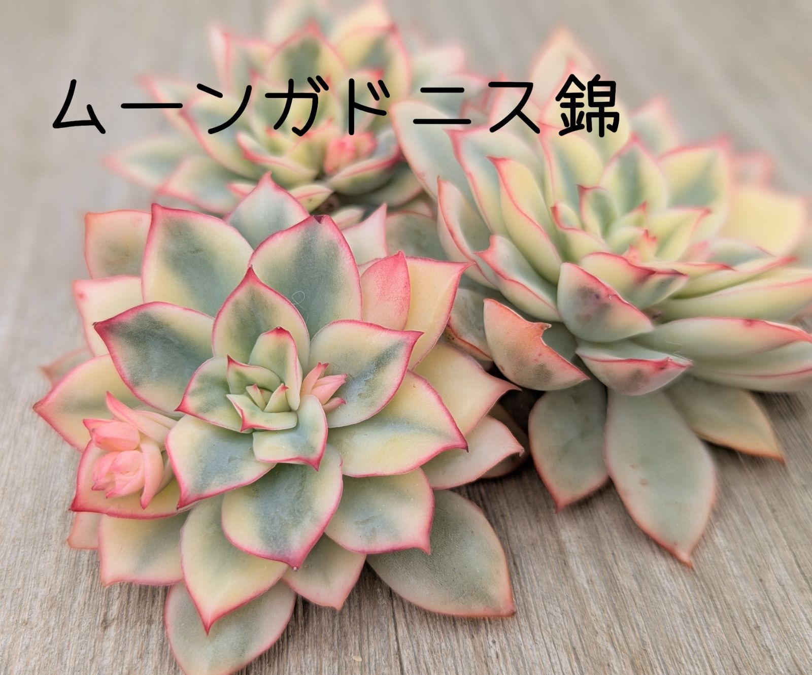 ムーンガドニス錦 多肉植物 韓国苗 A180 - メルカリ