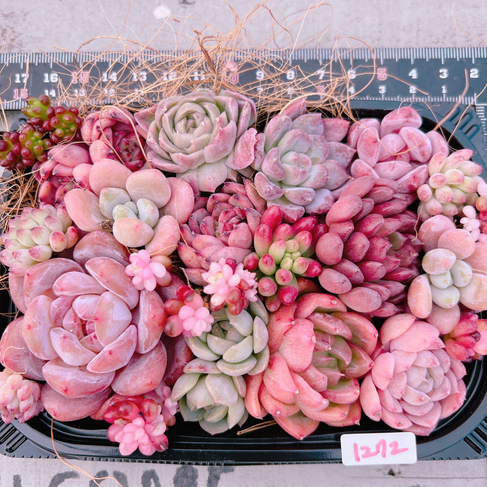 多肉植物 寄せ植えset♡1272 - メルカリ