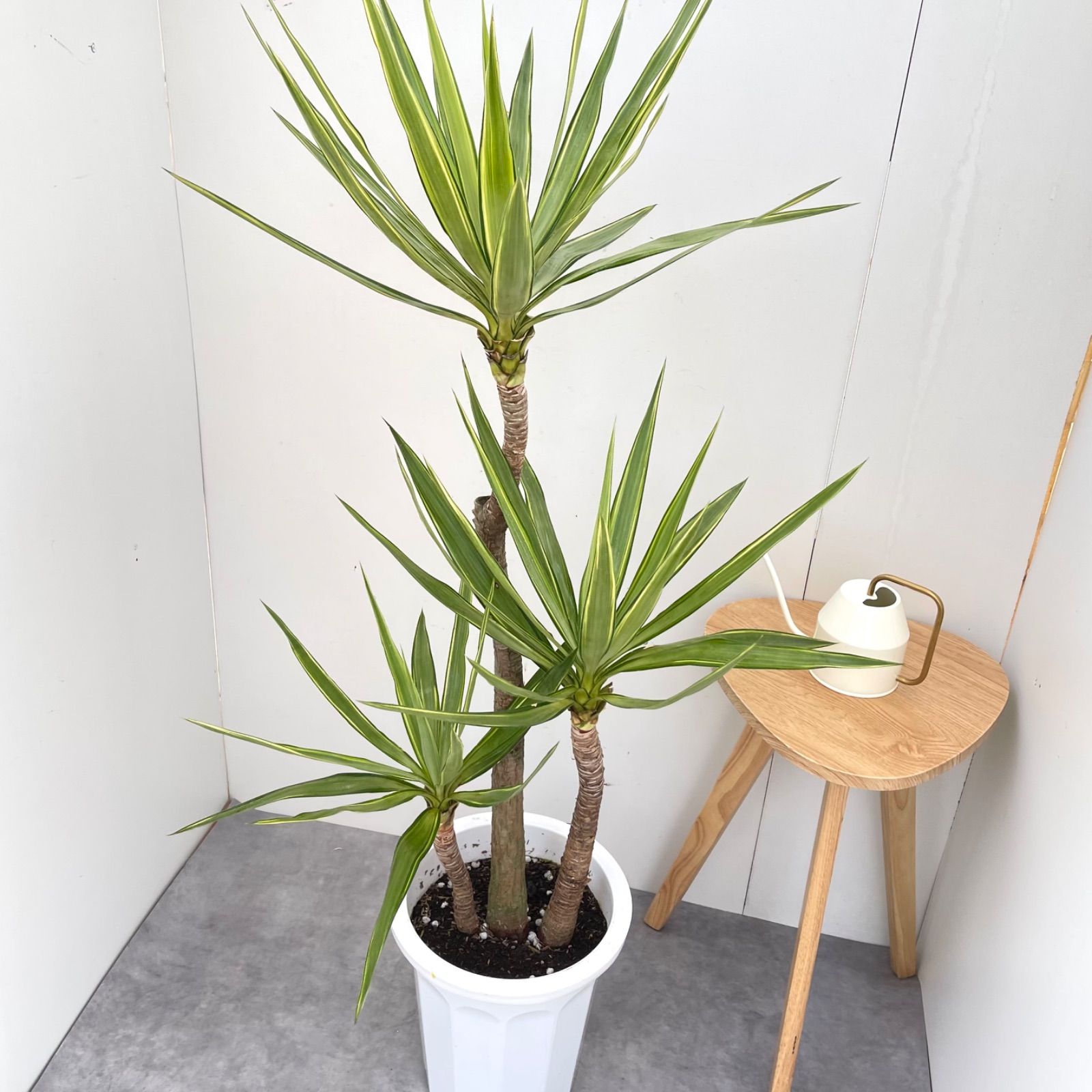 越冬済み まとめ買いOK エレファンティペス メキシコ ユッカ サボテン