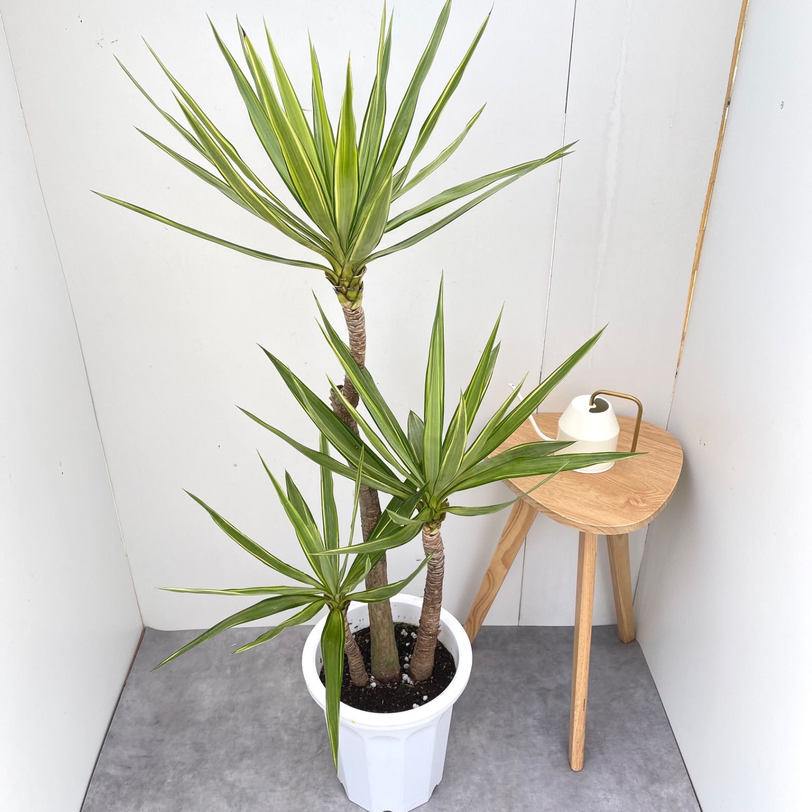 ユッカ エレファンティペス 斑入り 1【現品】☆希少☆ 観葉植物 10号