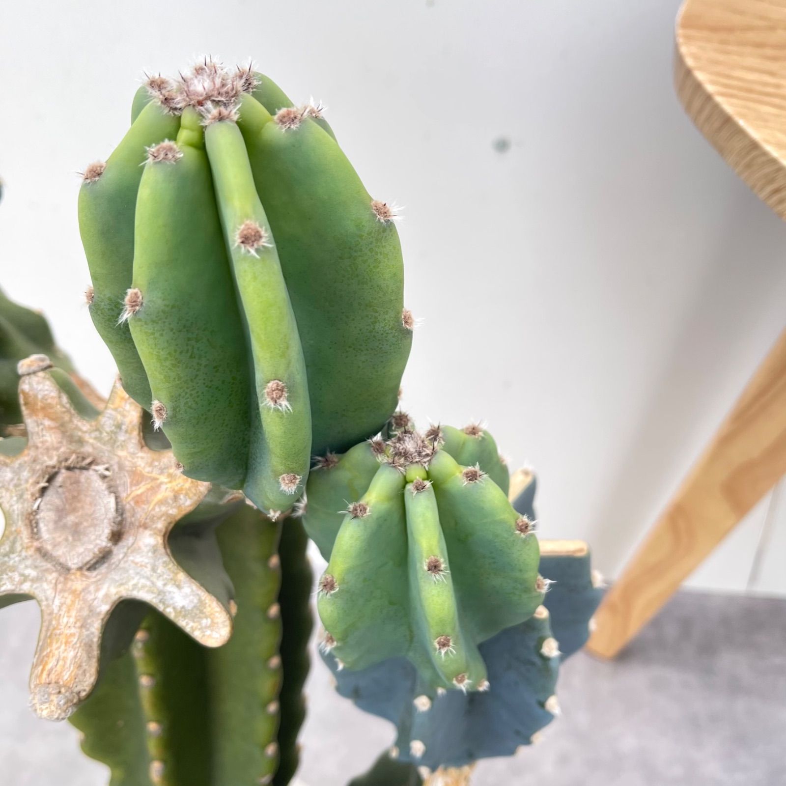 柱サボテン ブランチ 6【現品】観葉植物 室内 ドライガーデン 大型