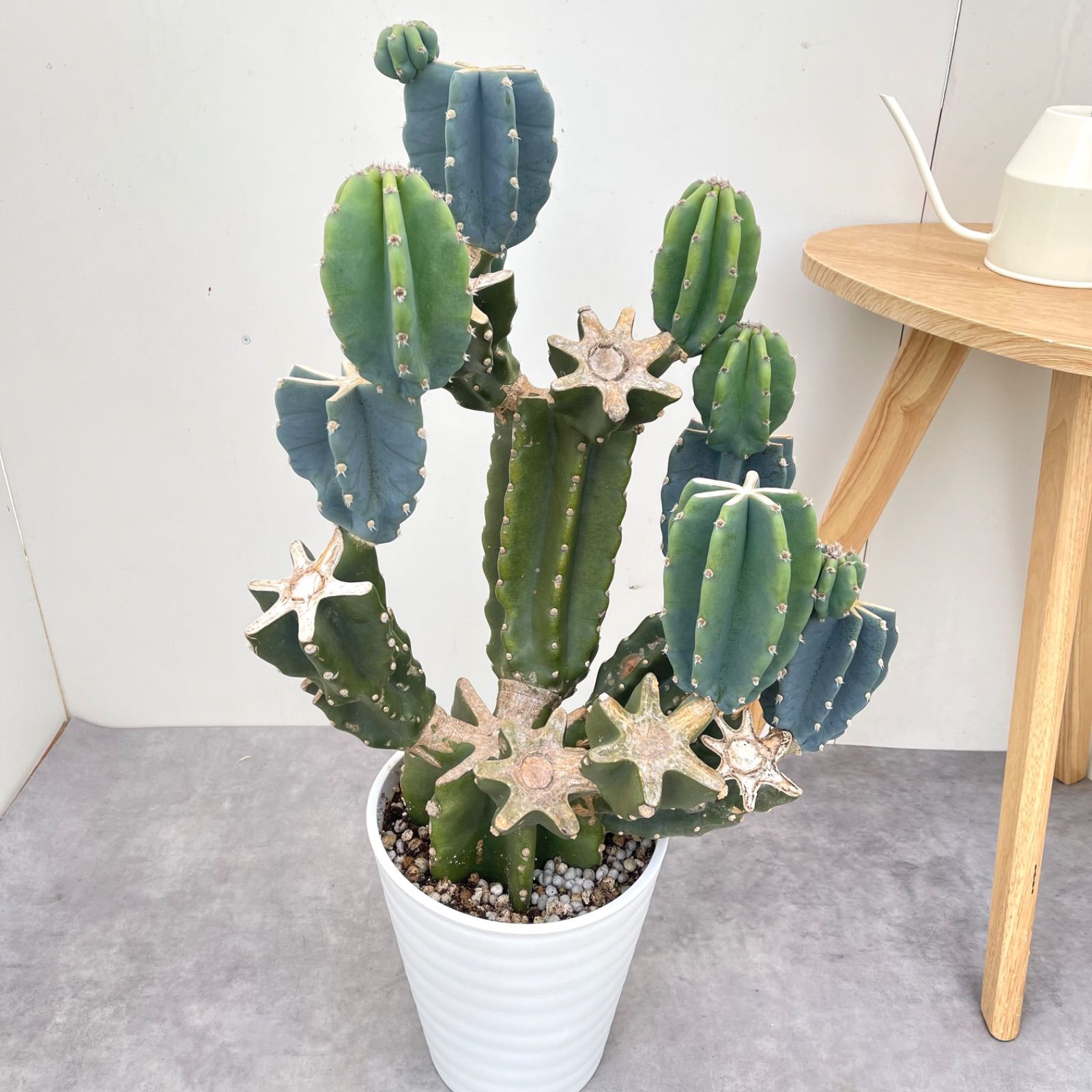 柱サボテン ブランチ 6【現品】観葉植物 室内 ドライガーデン 大型