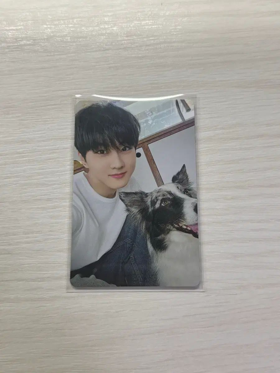 ENHYPEN ジョンウォン 日本 メンバーシップ アンケート 特典 トレカ