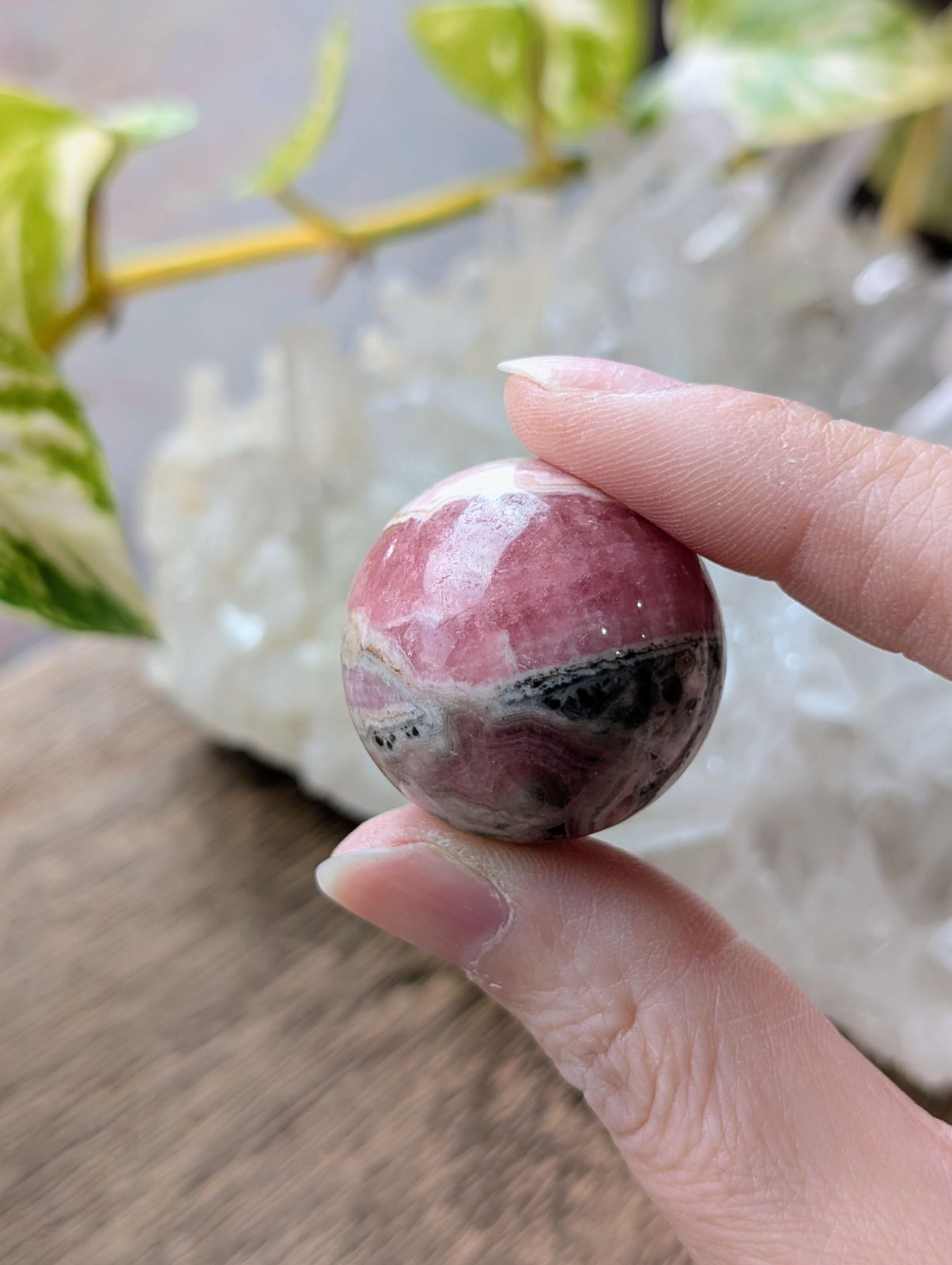 アルゼンチン産 インカローズ