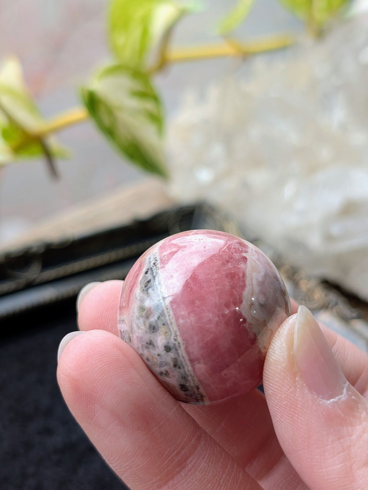 アルゼンチン産 インカローズ