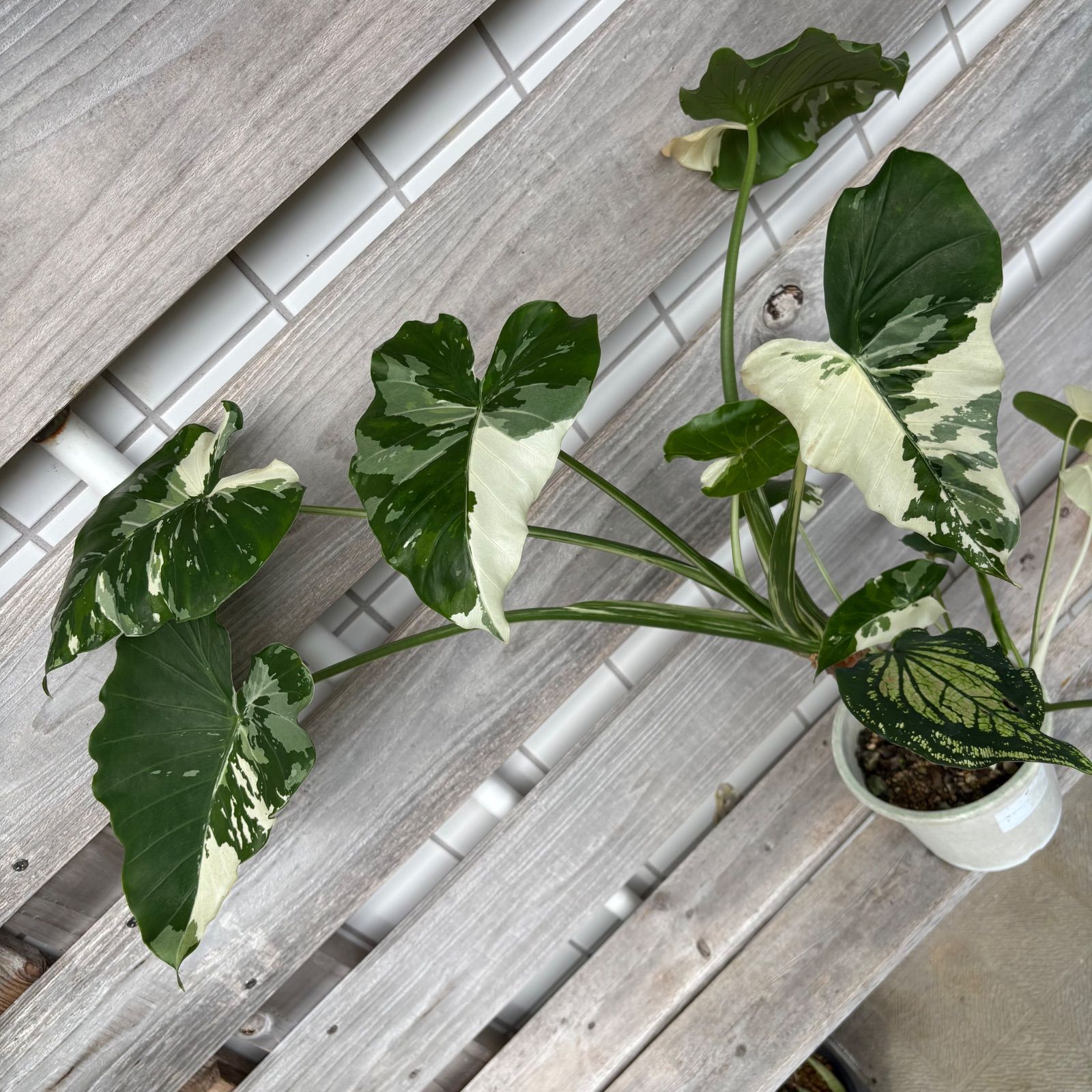 幹立ち クワズイモ 斑入り＋2株（小株）＆ピンクシンフォニー - メルカリ