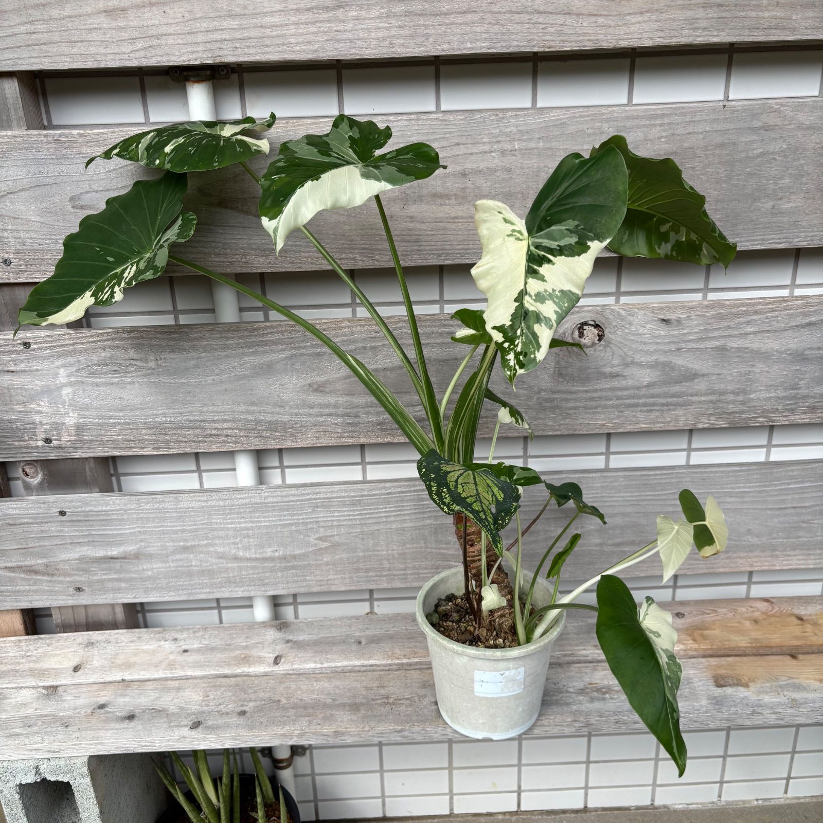 幹立ち クワズイモ 斑入り＋2株（小株）＆ピンクシンフォニー - メルカリ