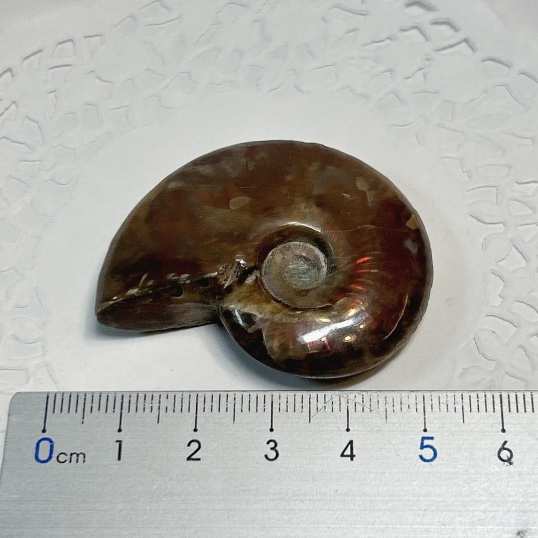 E17821】レッドファイヤーアンモナイト 化石 クリオニセラス