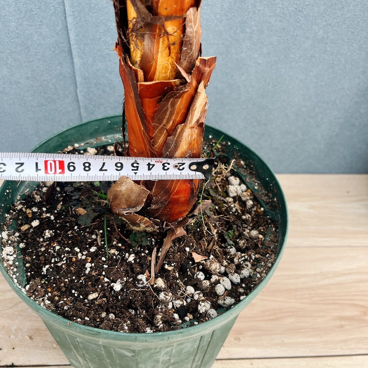 現品］ワシントニア 8号 観葉植物 室内 大型 大ヤシ プラスチック鉢