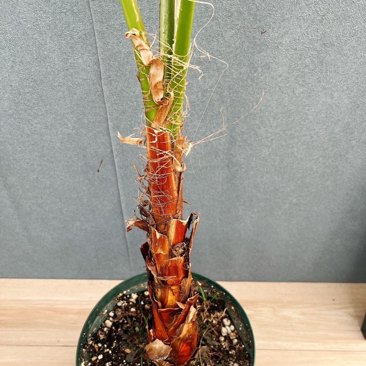 現品］ワシントニア 8号 観葉植物 室内 大型 大ヤシ プラスチック鉢