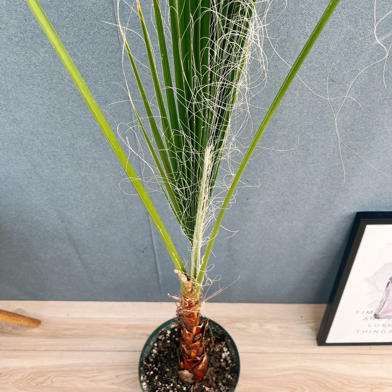現品］ワシントニア 8号 観葉植物 室内 大型 大ヤシ プラスチック鉢