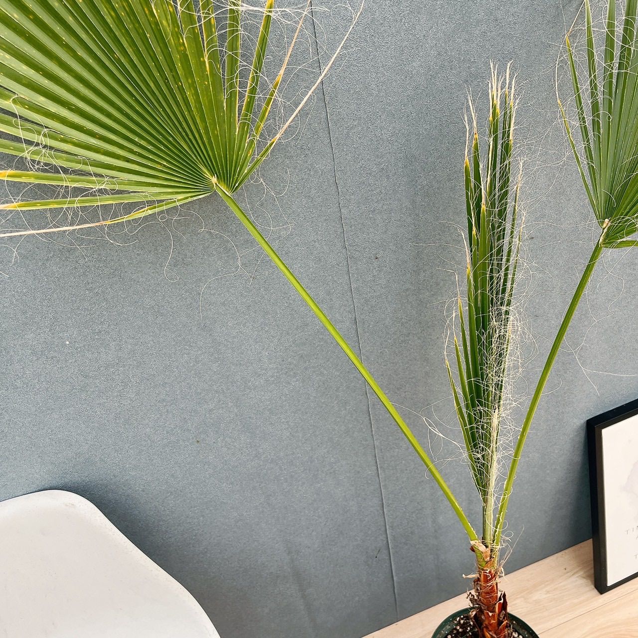 現品］ワシントニア 8号 観葉植物 室内 大型 大ヤシ プラスチック鉢