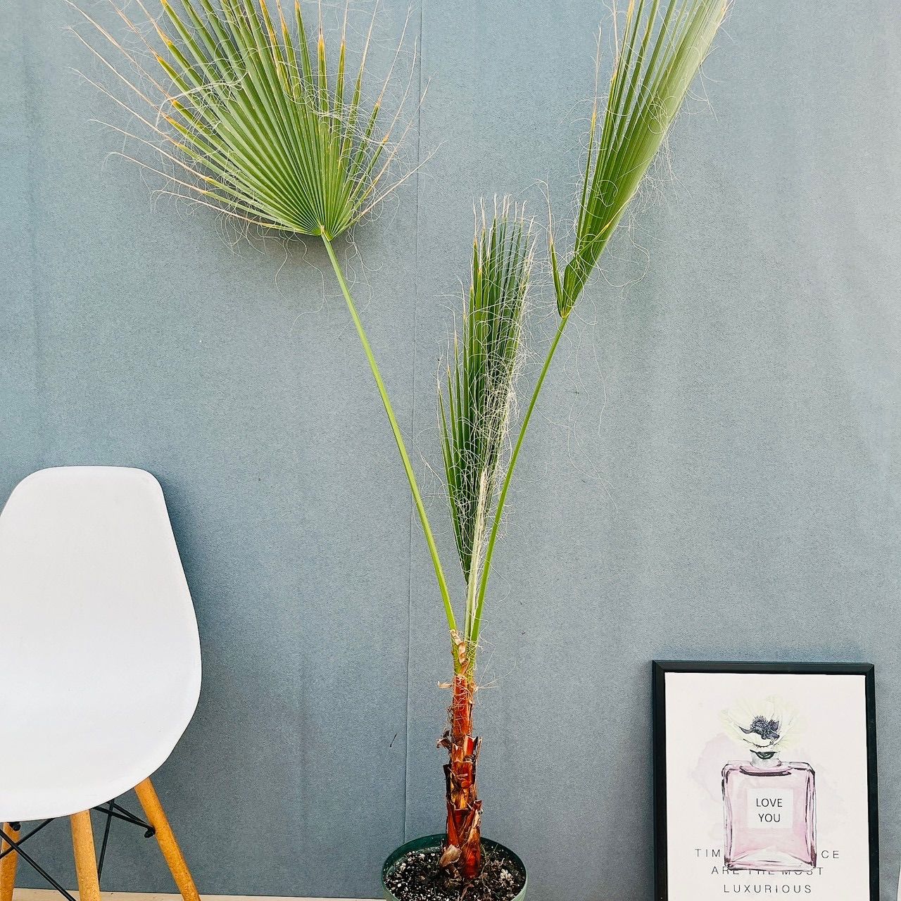 現品］ワシントニア 8号 観葉植物 室内 大型 大ヤシ プラスチック鉢