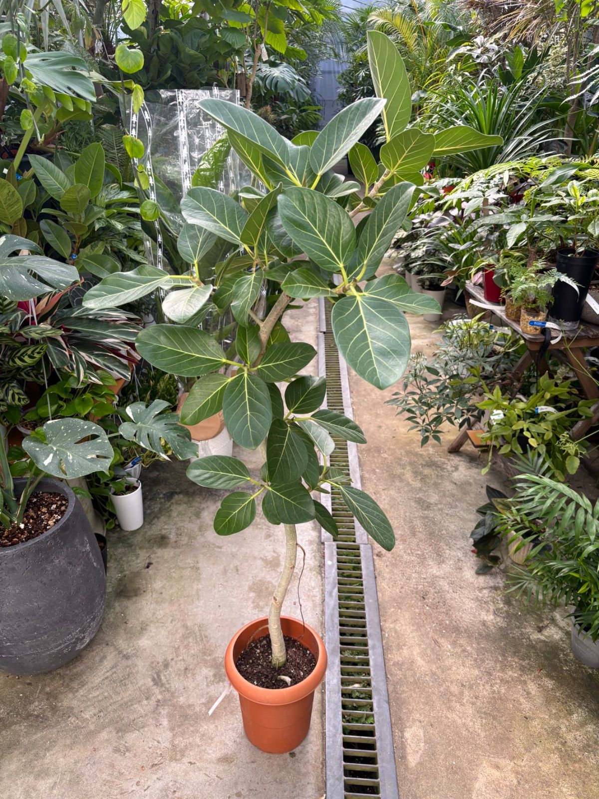 フィカスベンガレンシス 観葉植物 インテリアグリーン フラワー