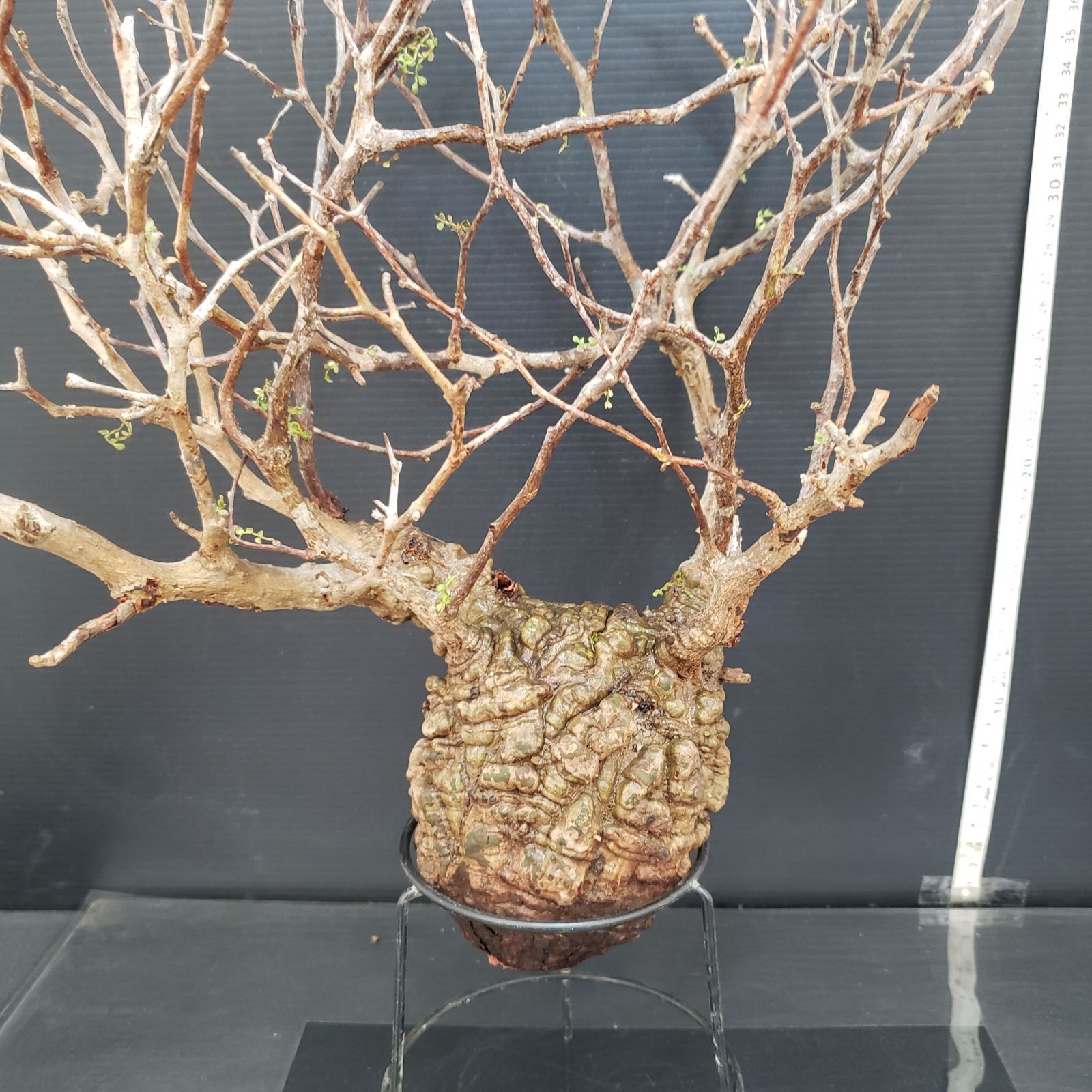 M291【最新到着】Operculicarya パキプス（現地球・抜き苗）【到着後3