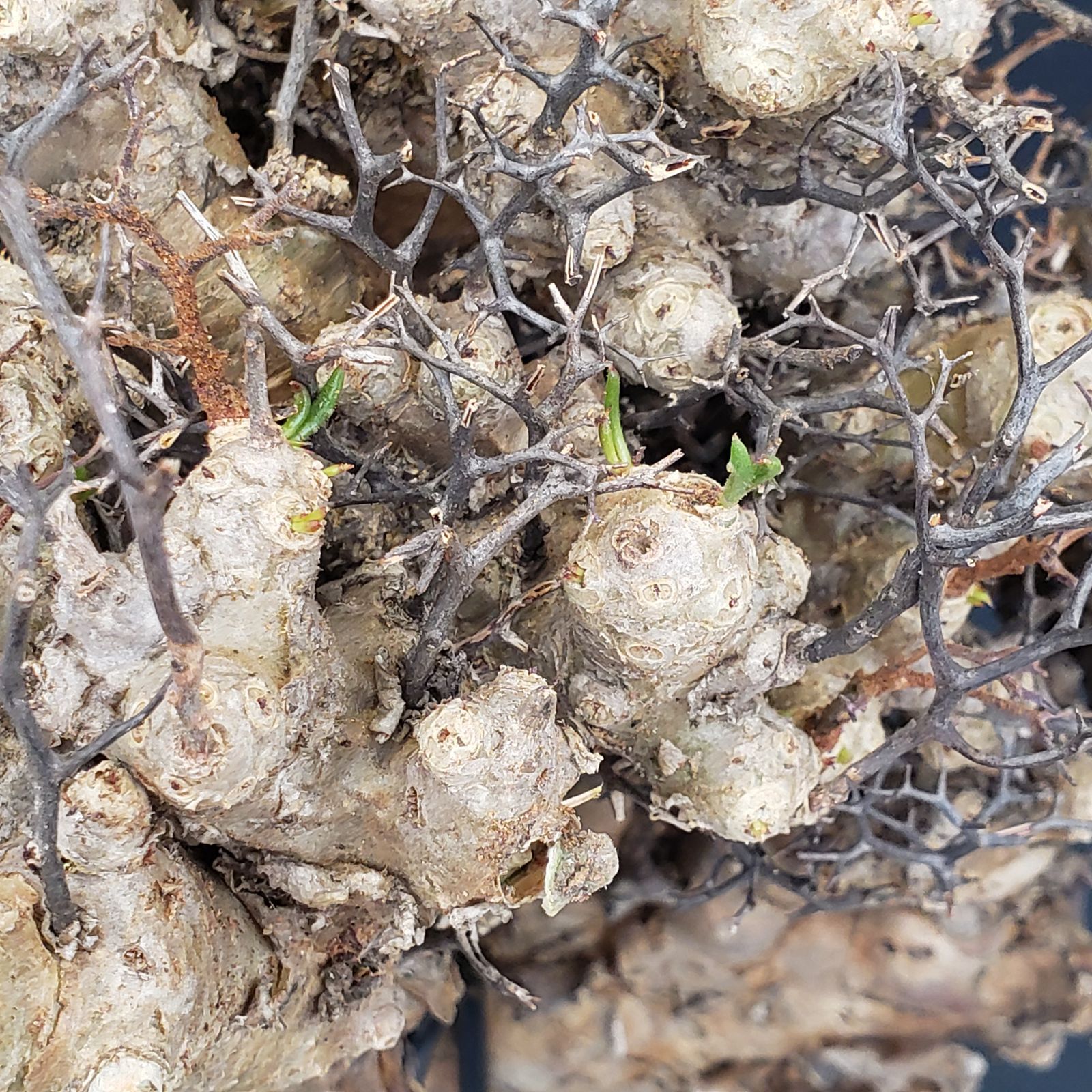 M336【最新到着】Tylecodon レティキュラータス 万物想（L）（現地球