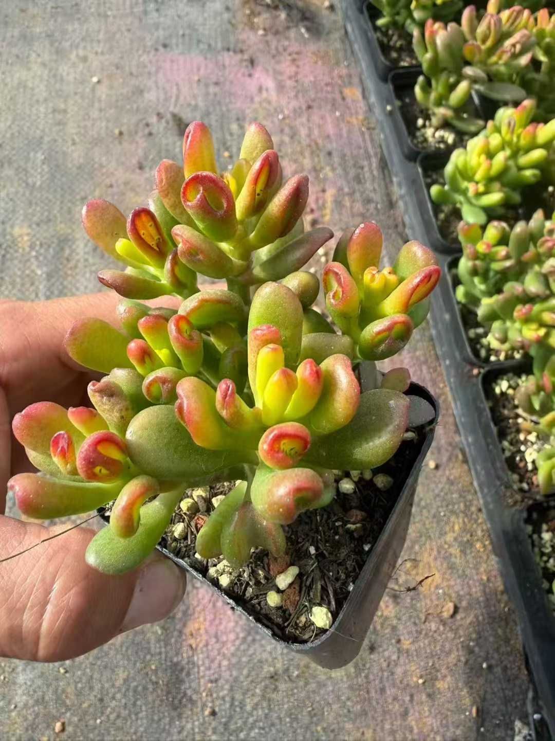 54株の抜き苗セット】ゴーラム 多肉植物 佐川急便発送 エケベリア 韓国