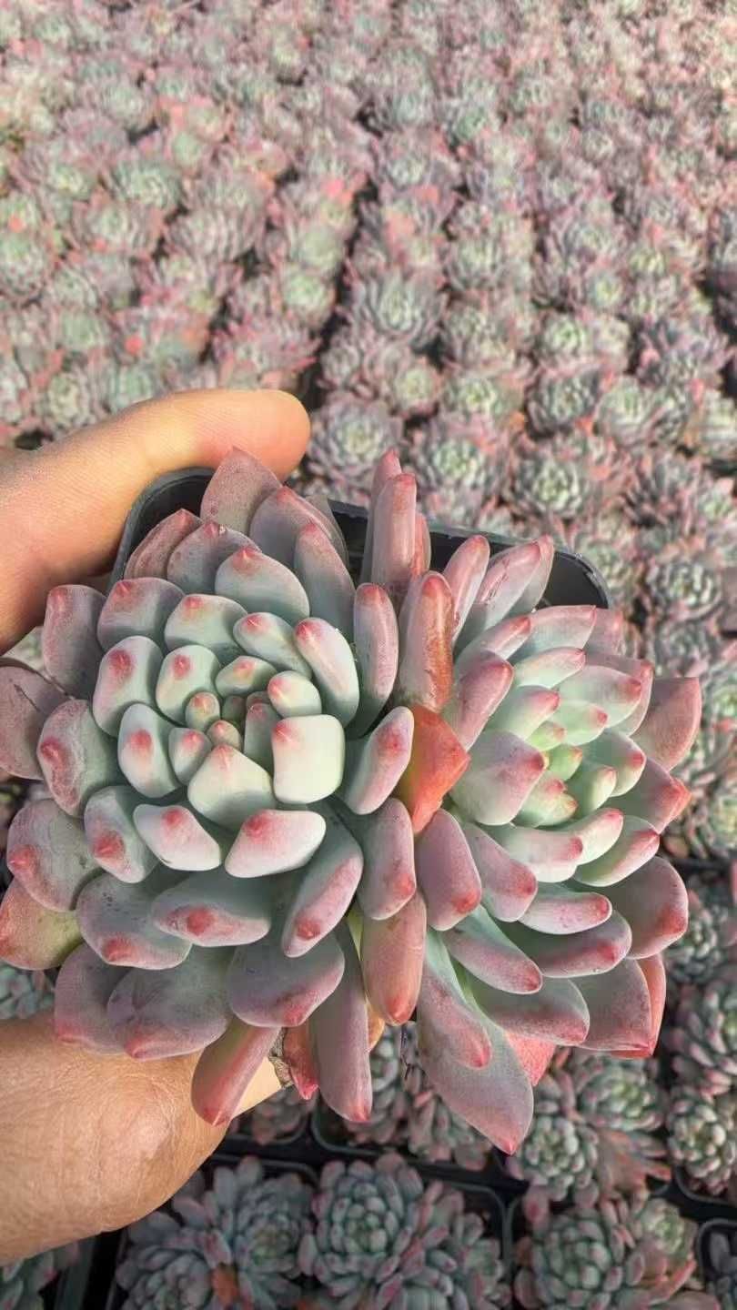 54株の抜き苗セット】ブルーアップル 多肉植物 佐川急便発送