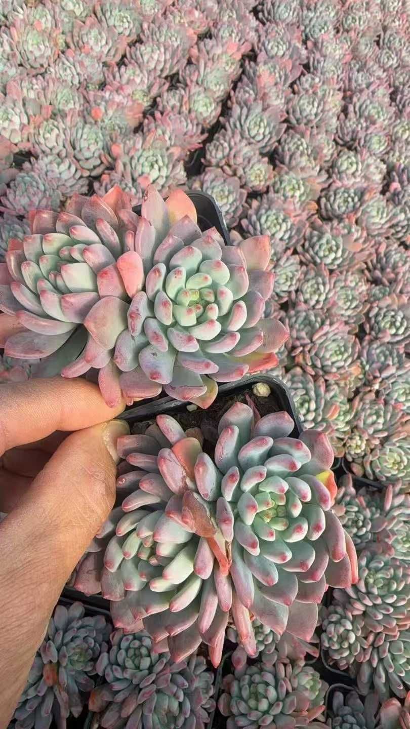 54株の抜き苗セット】ブルーアップル 多肉植物 佐川急便発送