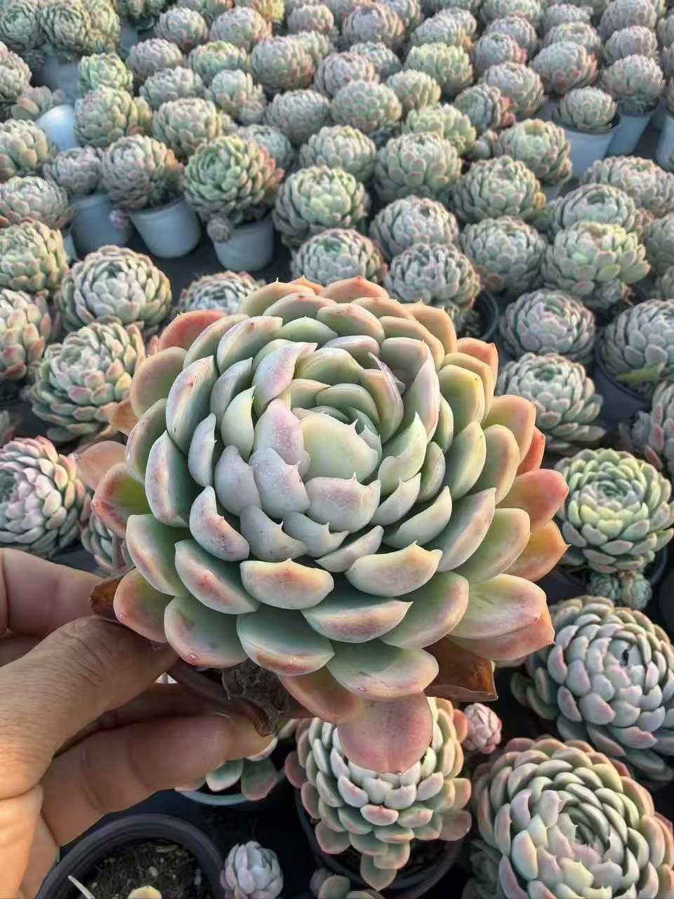 24株の抜き苗セット】スノーボール 多肉植物 佐川急便発送 エケベリア