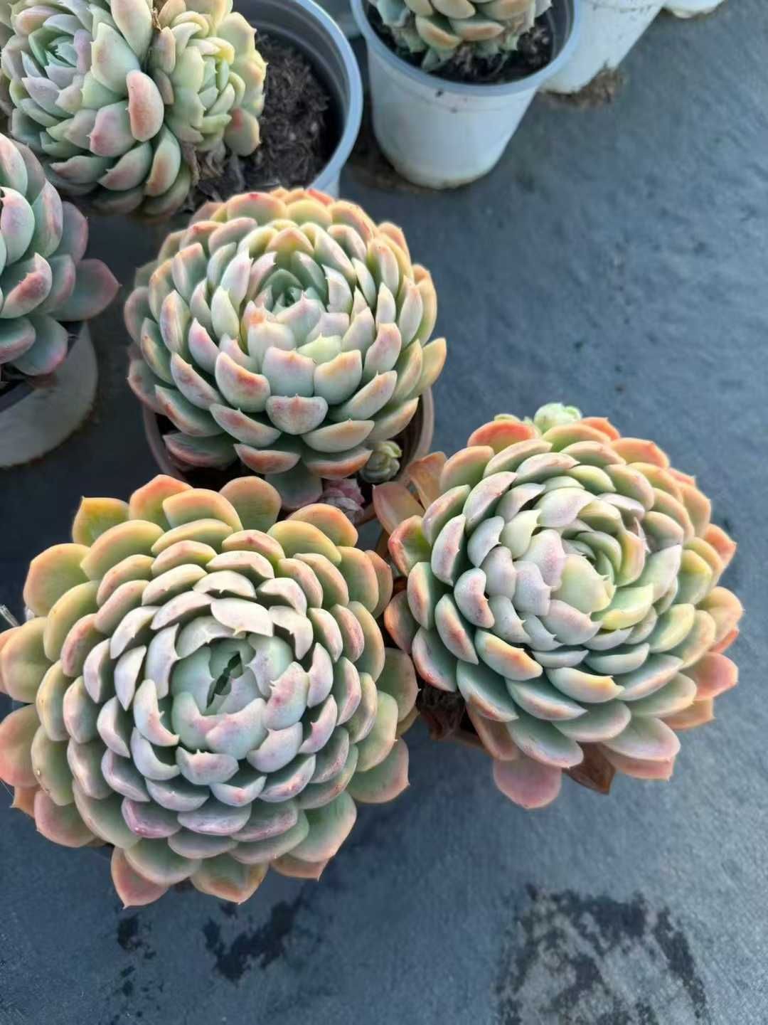 24株の抜き苗セット】スノーボール 多肉植物 佐川急便発送 エケベリア