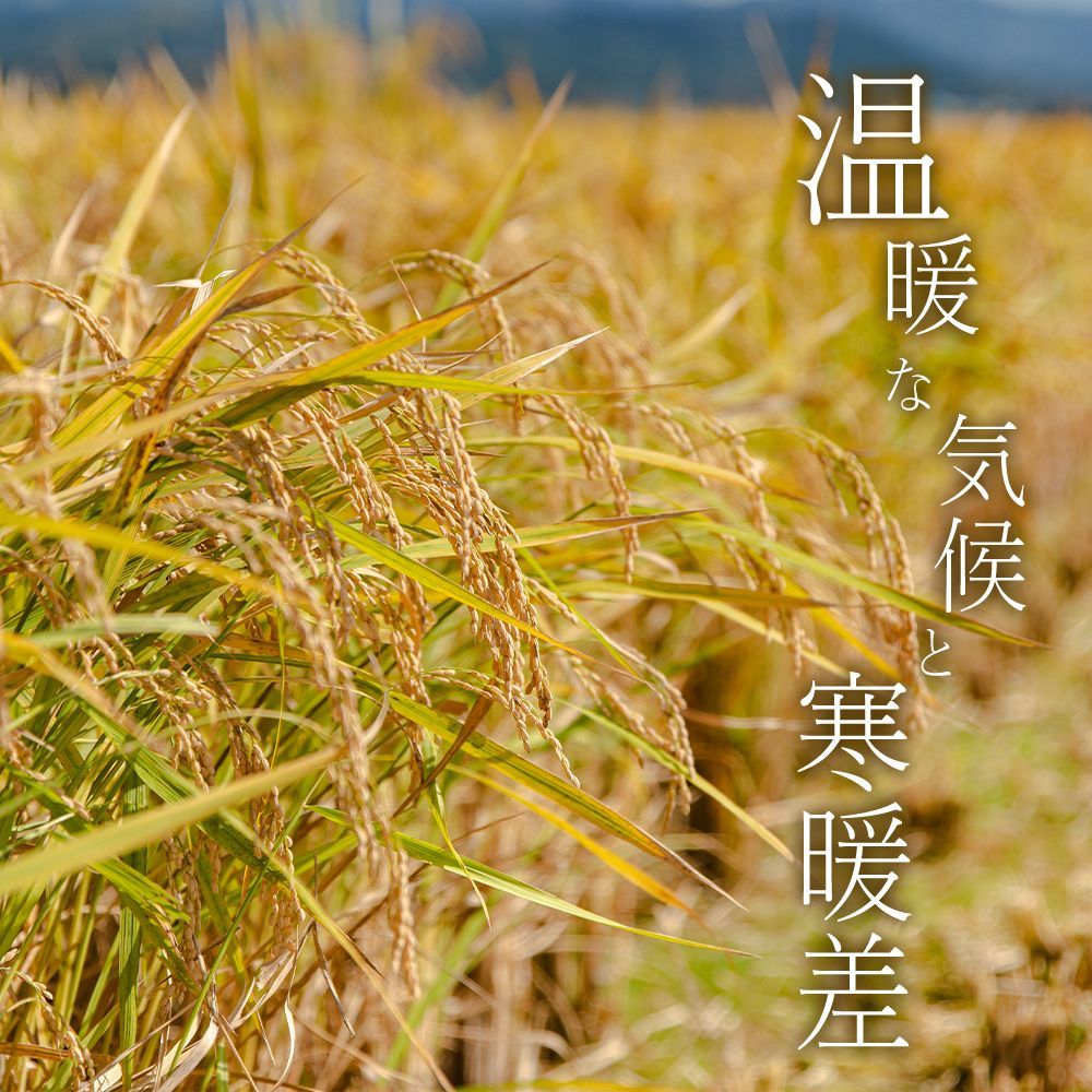 新米 令和8年産 熊本県産 コシヒカリ 白米 10kg - メルカリ