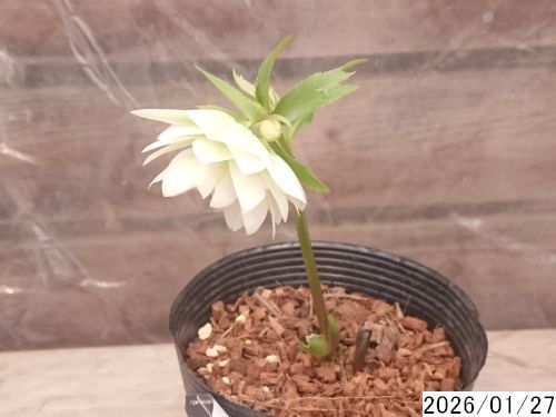 花 花1ガク0蕾2 開花株4号 吉田園芸生産 八重ダブル クリスマスローズ