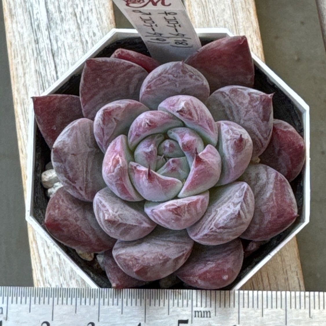 Miyaさん苗2 コロラータ2苗セット メルカリ便 Miyaさん苗2 コロラータ