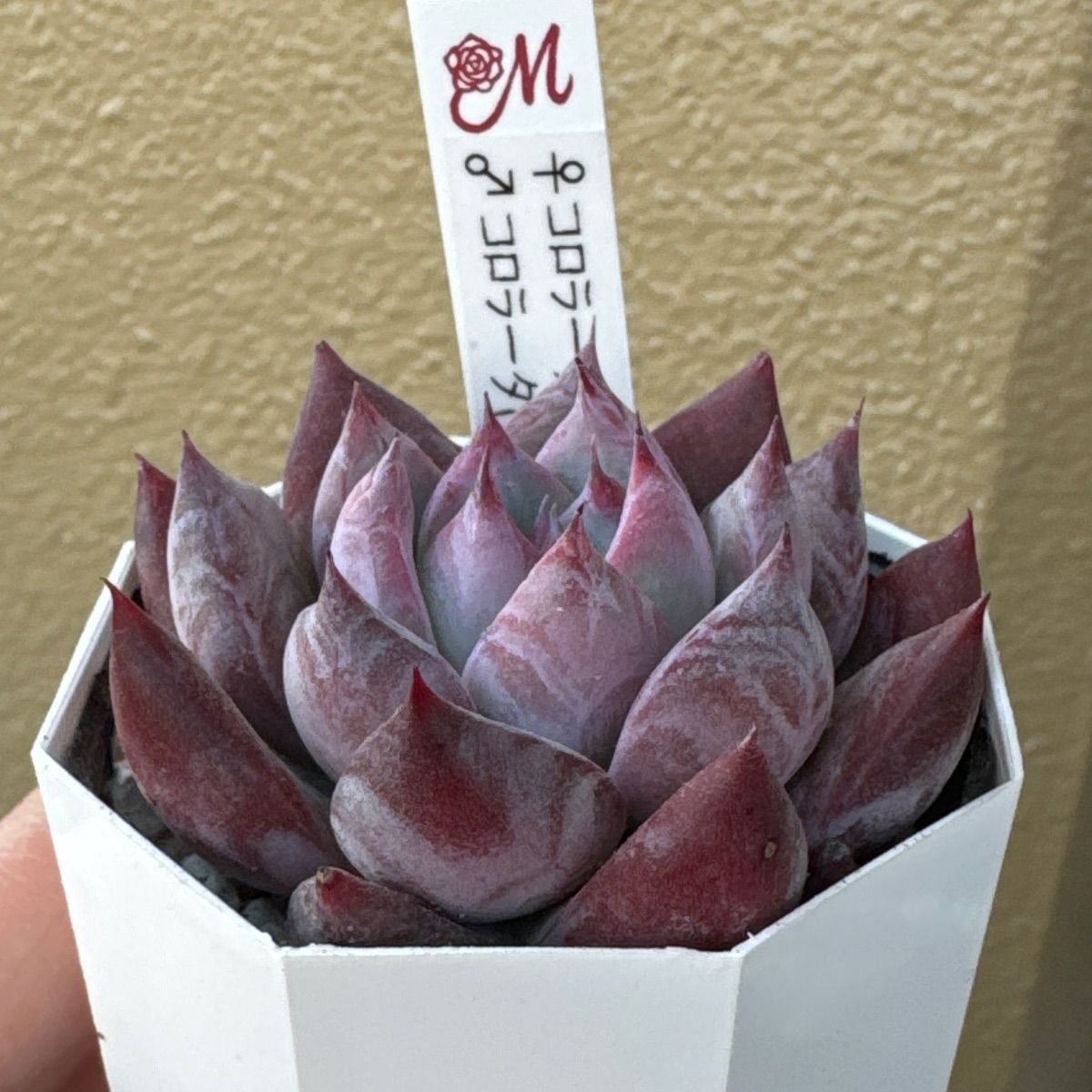 miyaさん苗❣️超美苗❣️❣️コロラータ(18)×コロラータ(9)❣️札付き