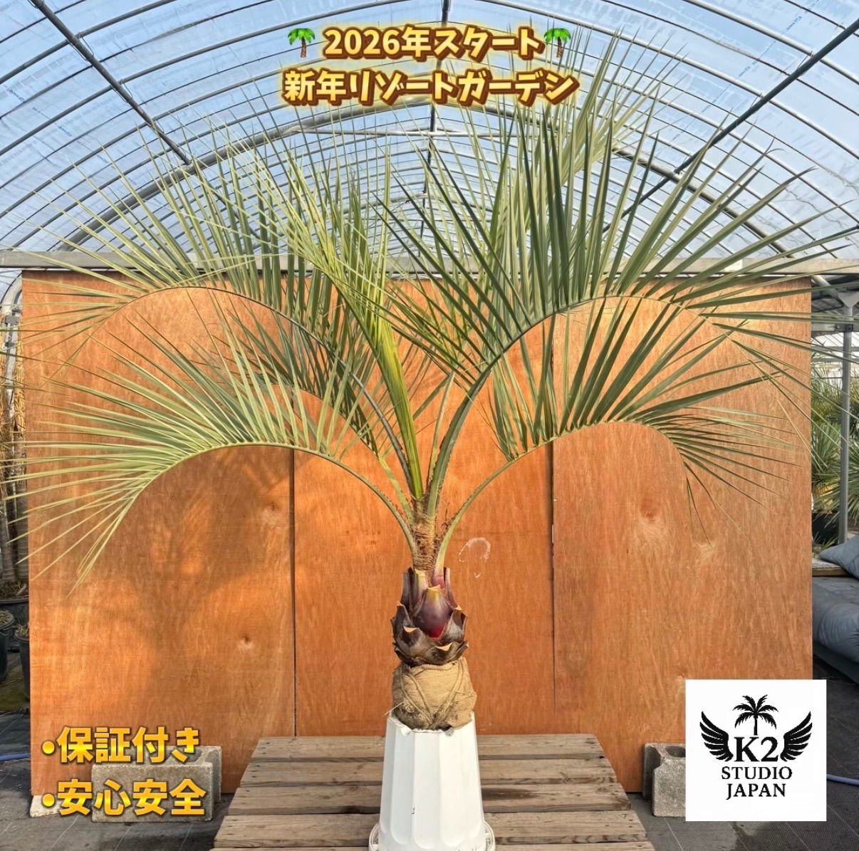 m*1様 ココスヤシシルバーリーフ【極太】葉先120cm幹回り60cm 幹高20 