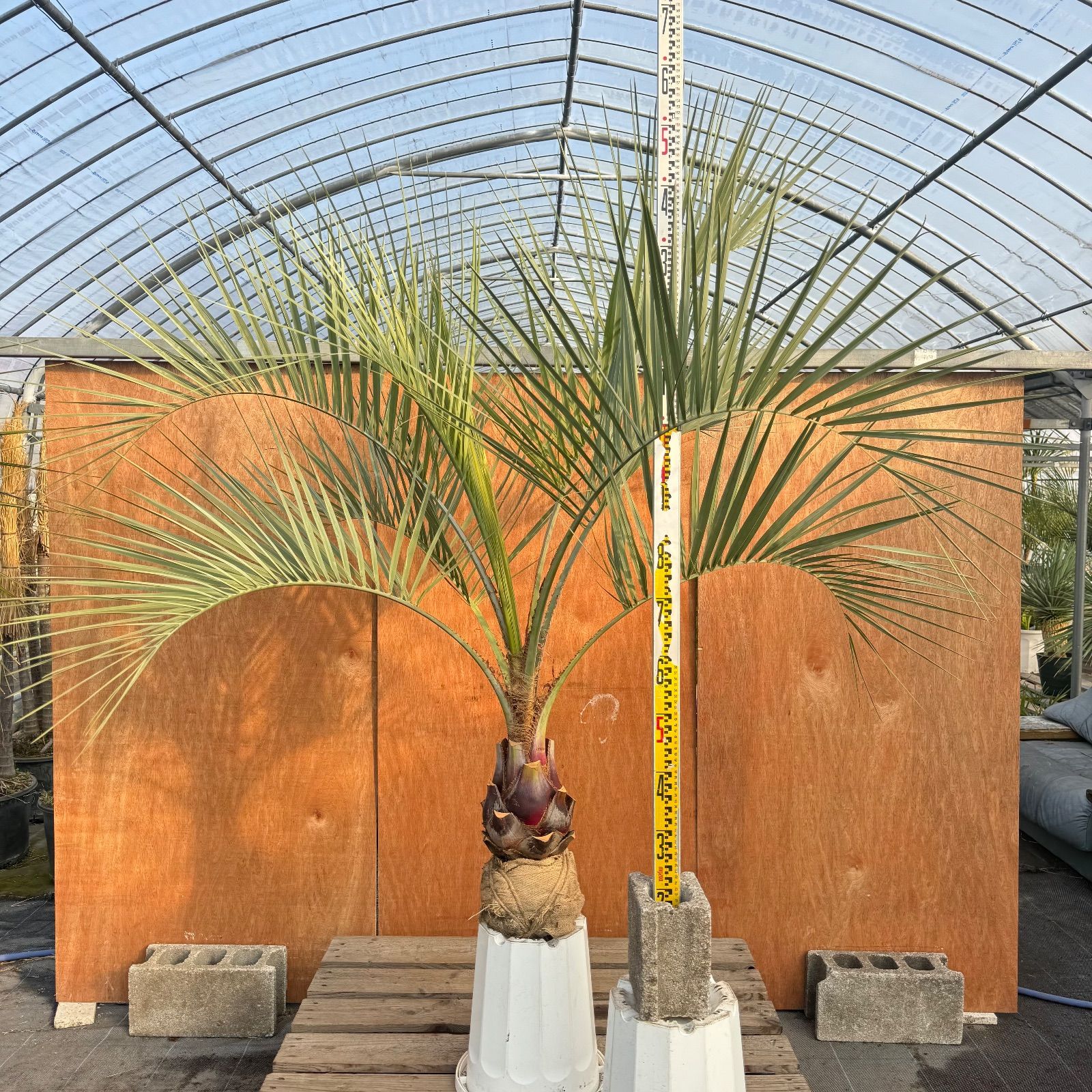 お庭がリゾートに🌴ココスヤシ【幹太60cm／葉先160cm】シルバーリーフ