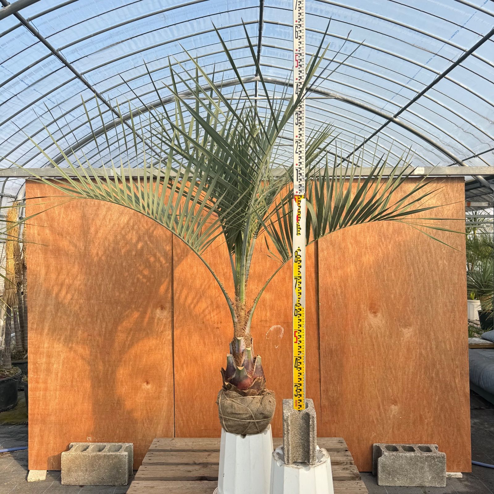 お庭がリゾートに🌴ココスヤシ【幹太70cm／葉先160cm】シルバーリーフ