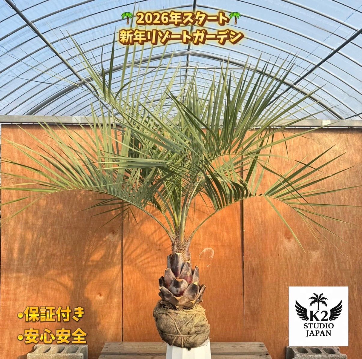 お庭がリゾートに🌴ココスヤシ【幹太70cm／葉先150cm】シルバーリーフ