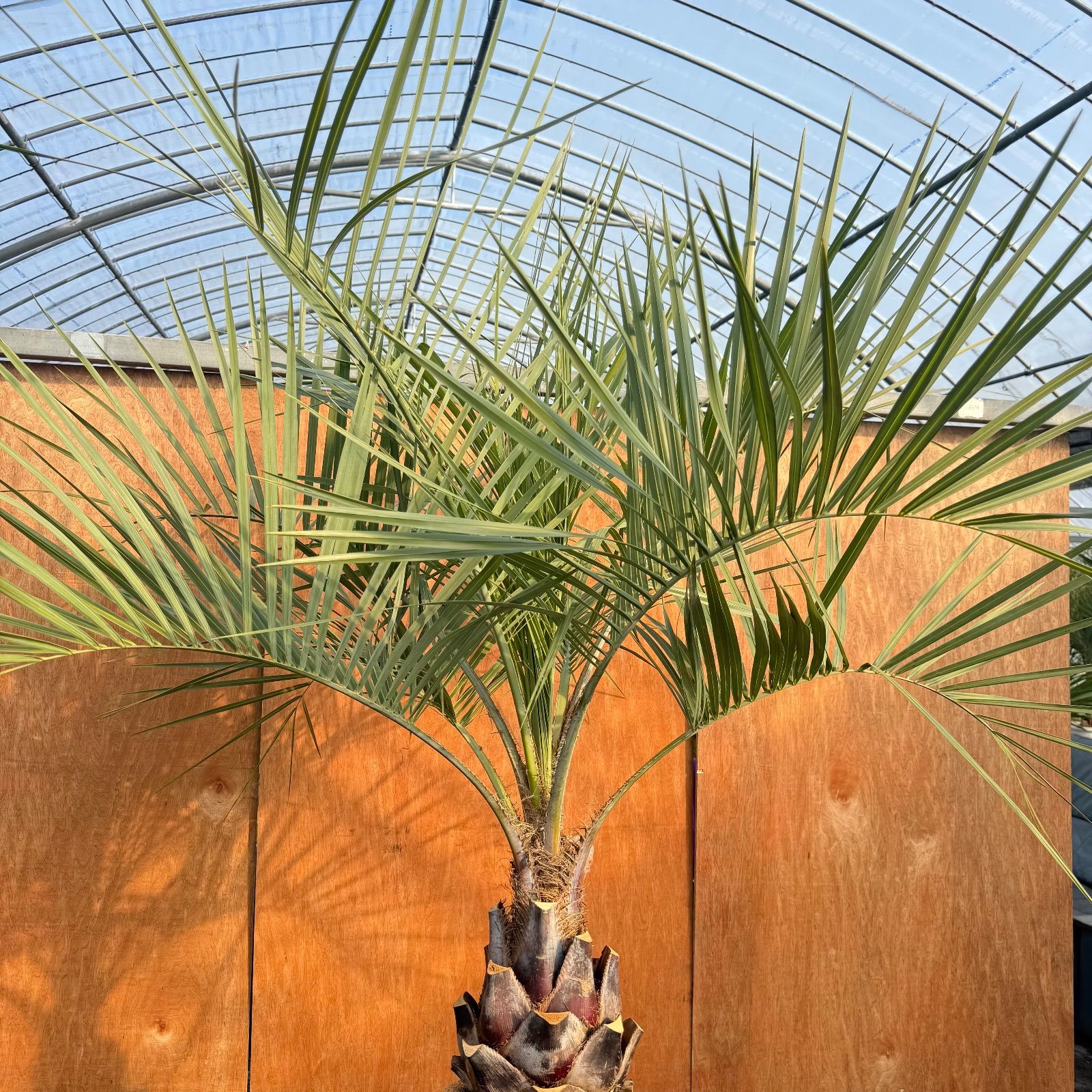 お庭がリゾートに🌴ココスヤシ【幹太70cm／葉先150cm】シルバーリーフ