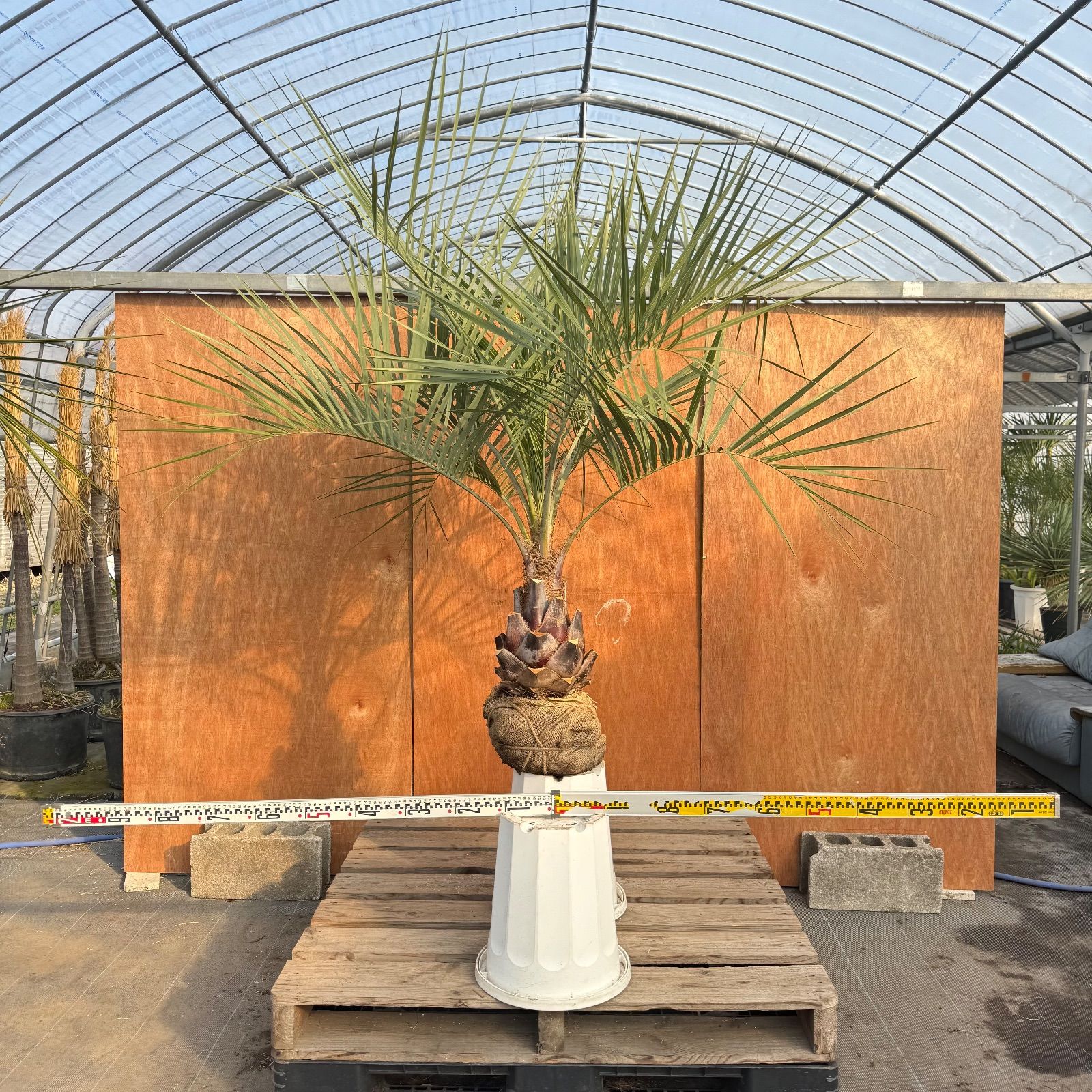 お庭がリゾートに🌴ココスヤシ【幹太70cm／葉先150cm】シルバーリーフ